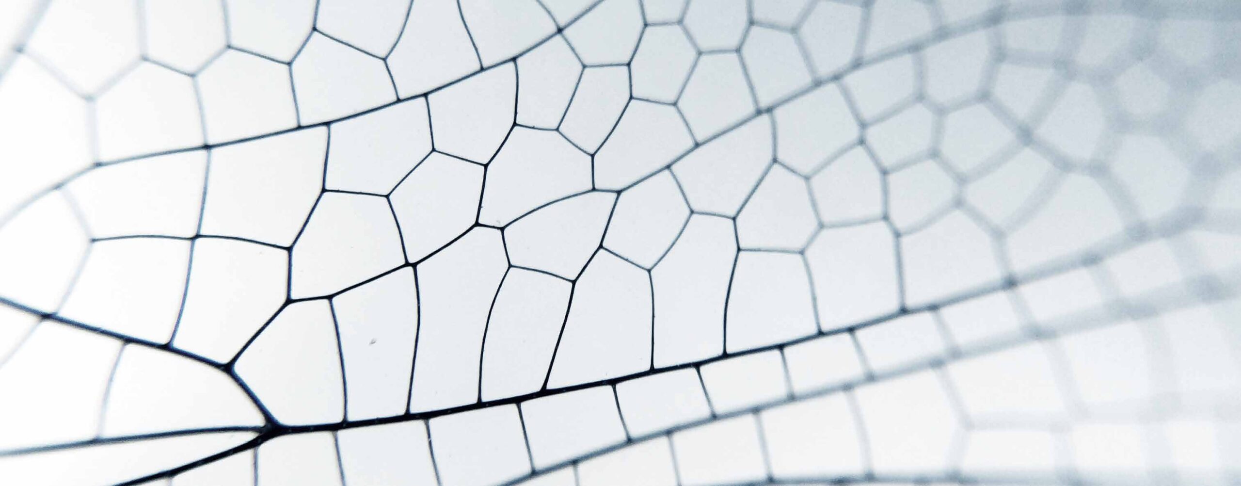 Mathematics and Biology II: Mathematics and Science of Behavior